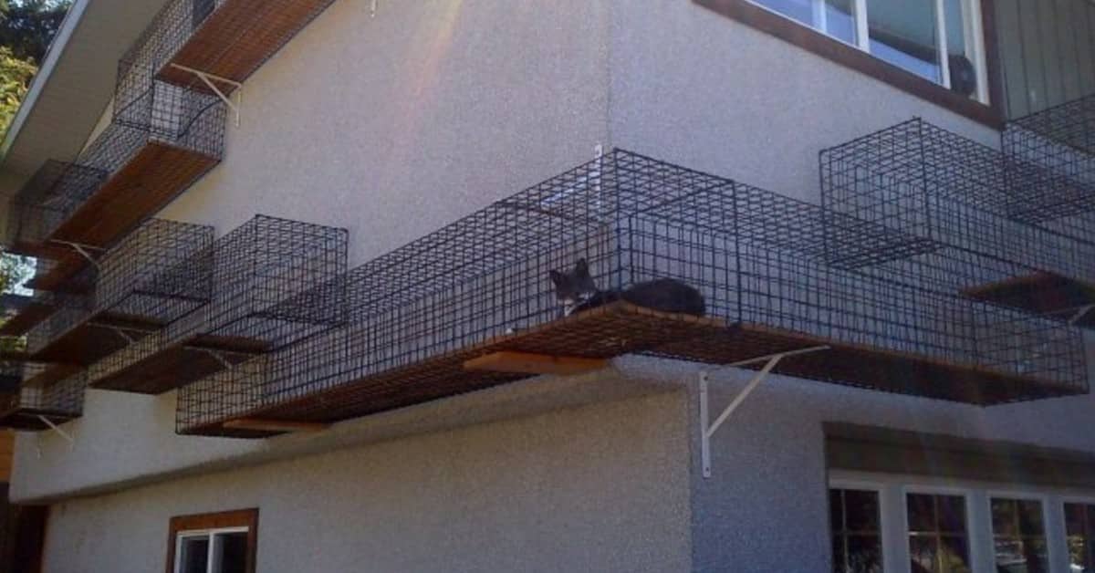 I Cat Patio o Catios sono il miglior regalo che potete fare ai vostri gatti