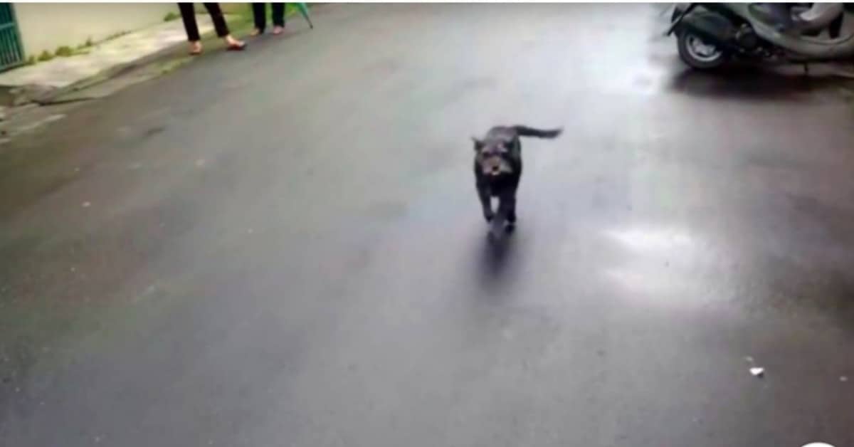 La riunione tra Xian-Mao, una cagnolina ed il suo amico umano