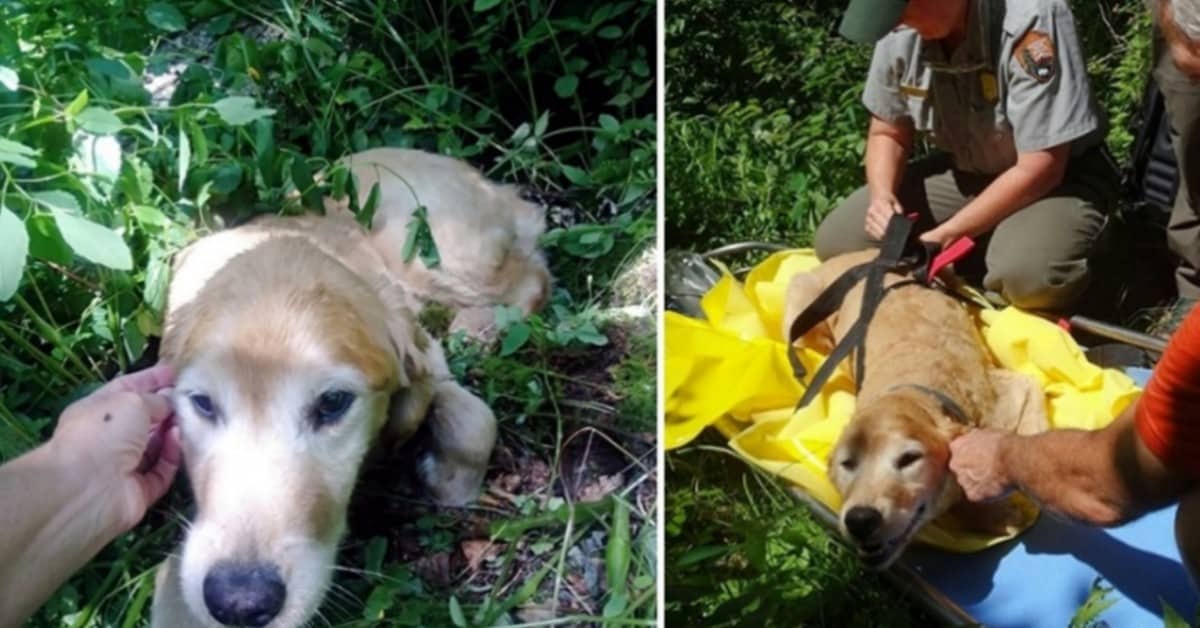 Il cane trovato solo e triste in mezzo ai cespugli