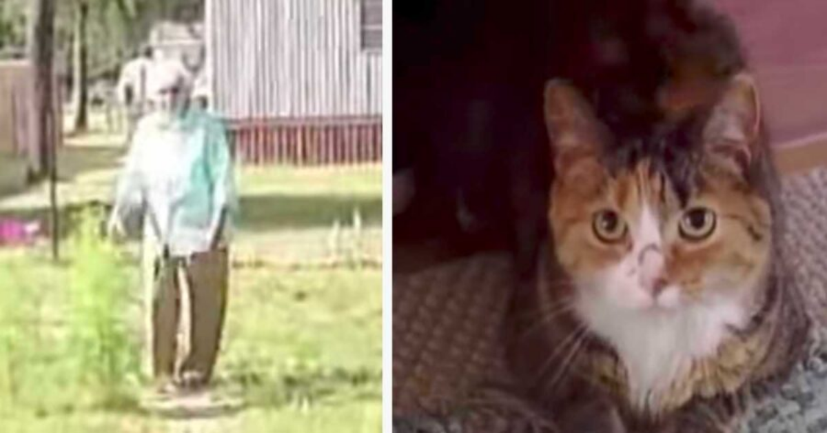 Gatto salva una signora di 97 anni dall’attacco di quattro pit bull