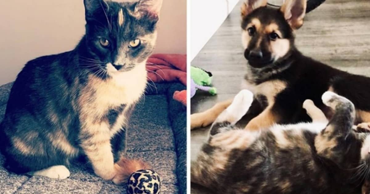 L’amicizia meravigliosa tra il cane Koda e la gatta Lyla
