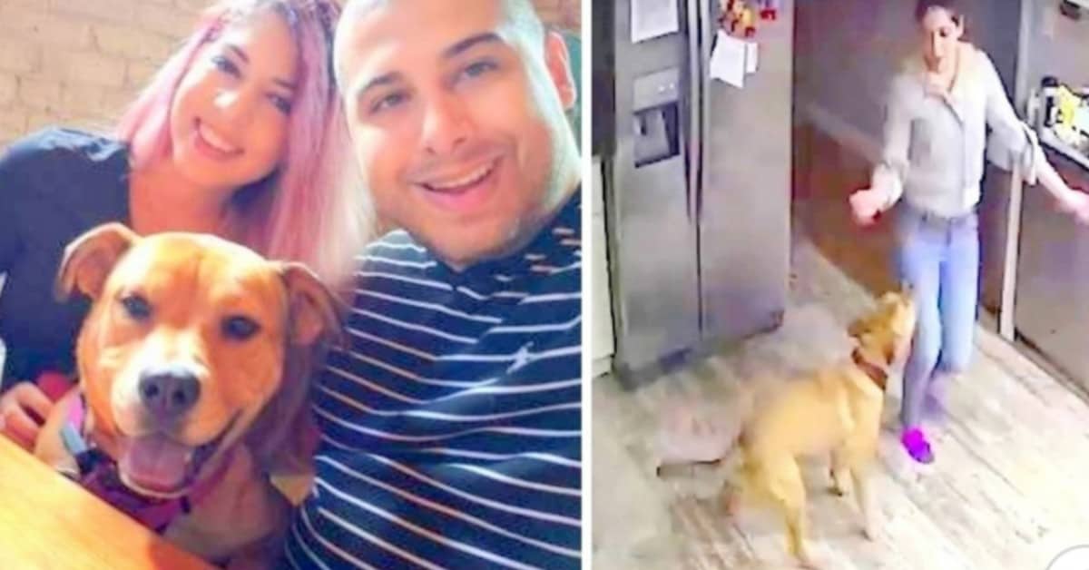 Il ballo bellissimo della cagnolina Nina e di Keysla