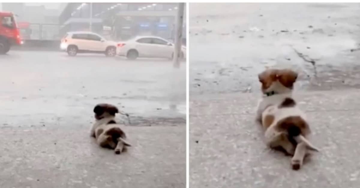 Il cucciolo che ama la pioggia
