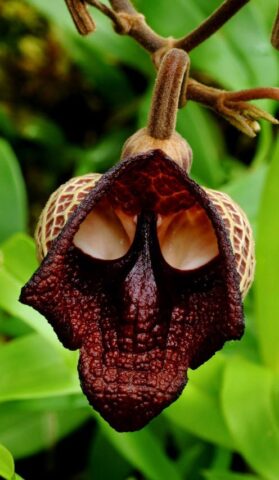 Aristolochia-salvadorensis