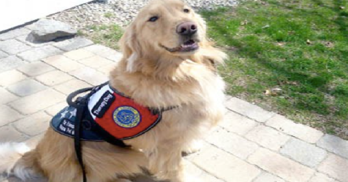 Il delicato lavoro di Buddy