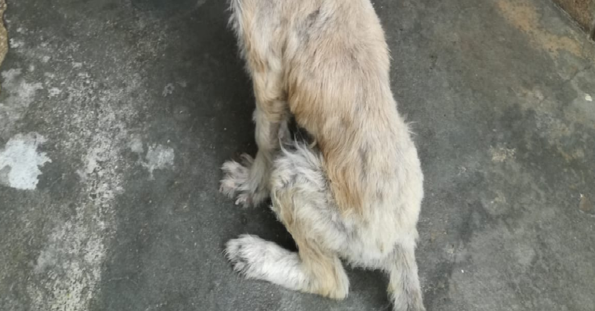 Cucciolo affamato abbandonato