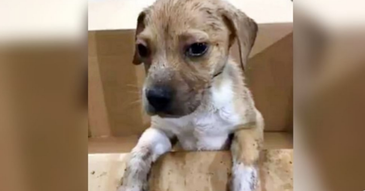 Cagnolino sfuggito al compattatore, oggi ha una nuova vita.