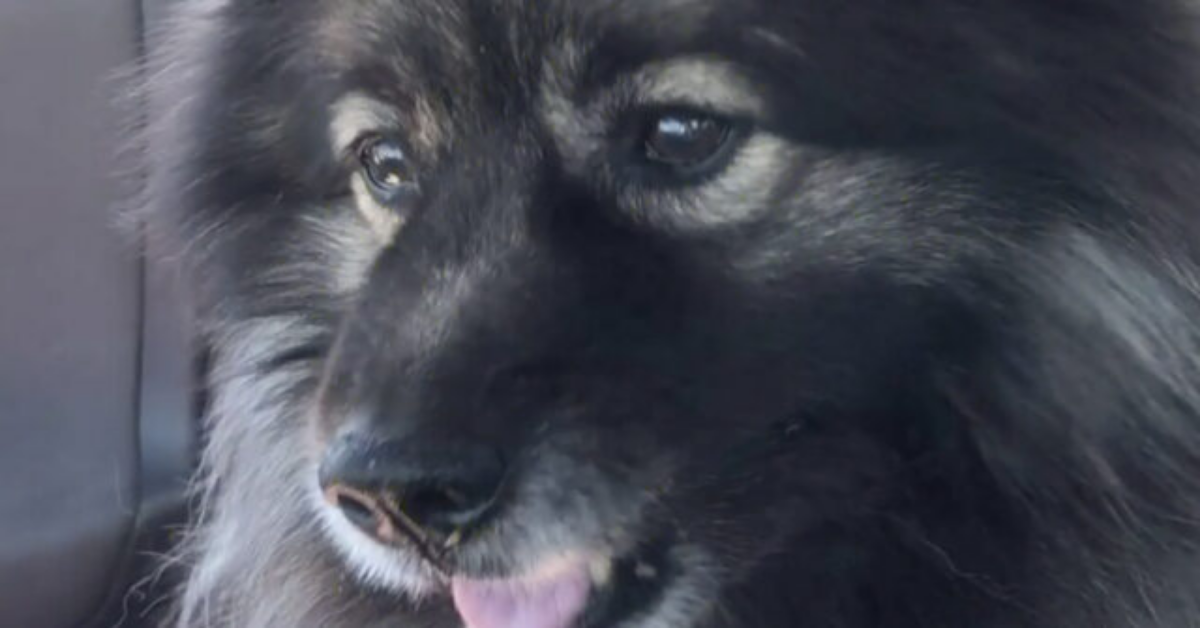 Cane di famiglia fugge durante i fuochi d’artificio, ma poi viene preso in ostaggio