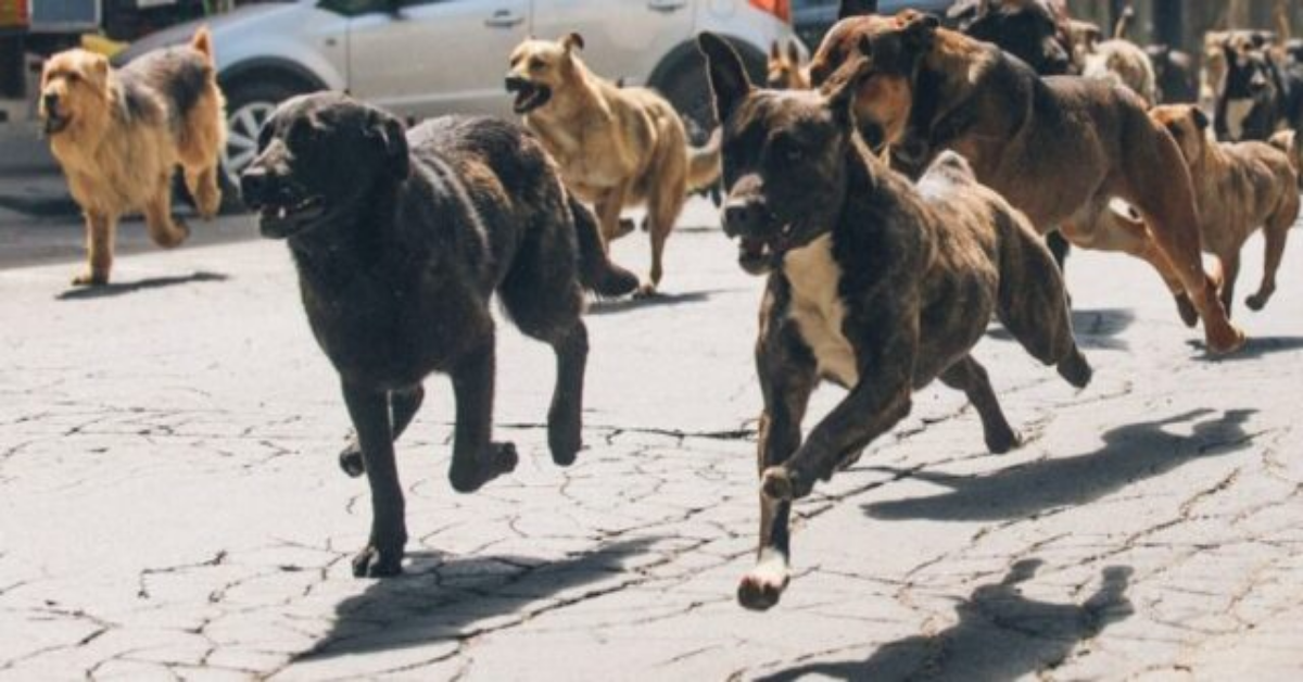 Caserta, donna aggredita da un gruppo di cani randagi