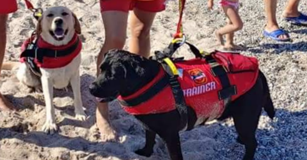 Catanzaro, bambino smarrito in spiaggia. Ritrovato dai cani di salvataggio.