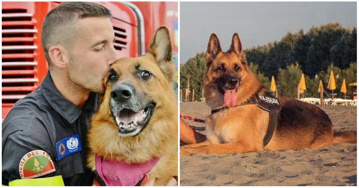 Addio Kira, cane eroe all’Aquila