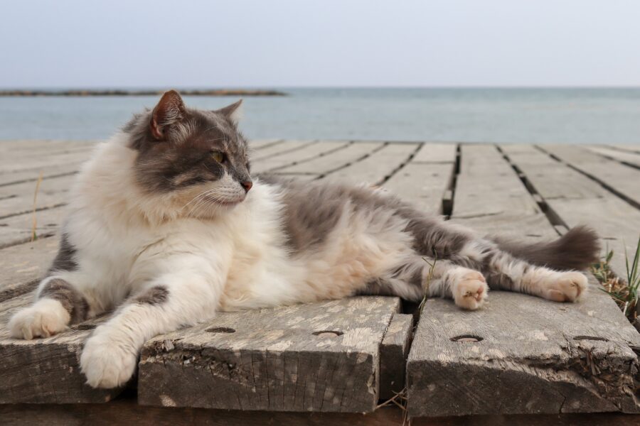 Come portare il gatto in vacanza