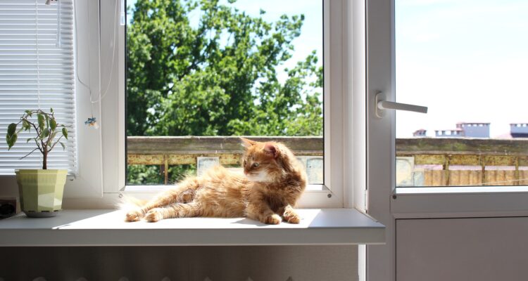 Come fare a portare un gatto in aereo - Daniela Larivei