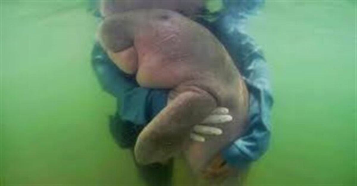 Cucciolo di dugongo ringrazia il suo salvatore con un abbraccio