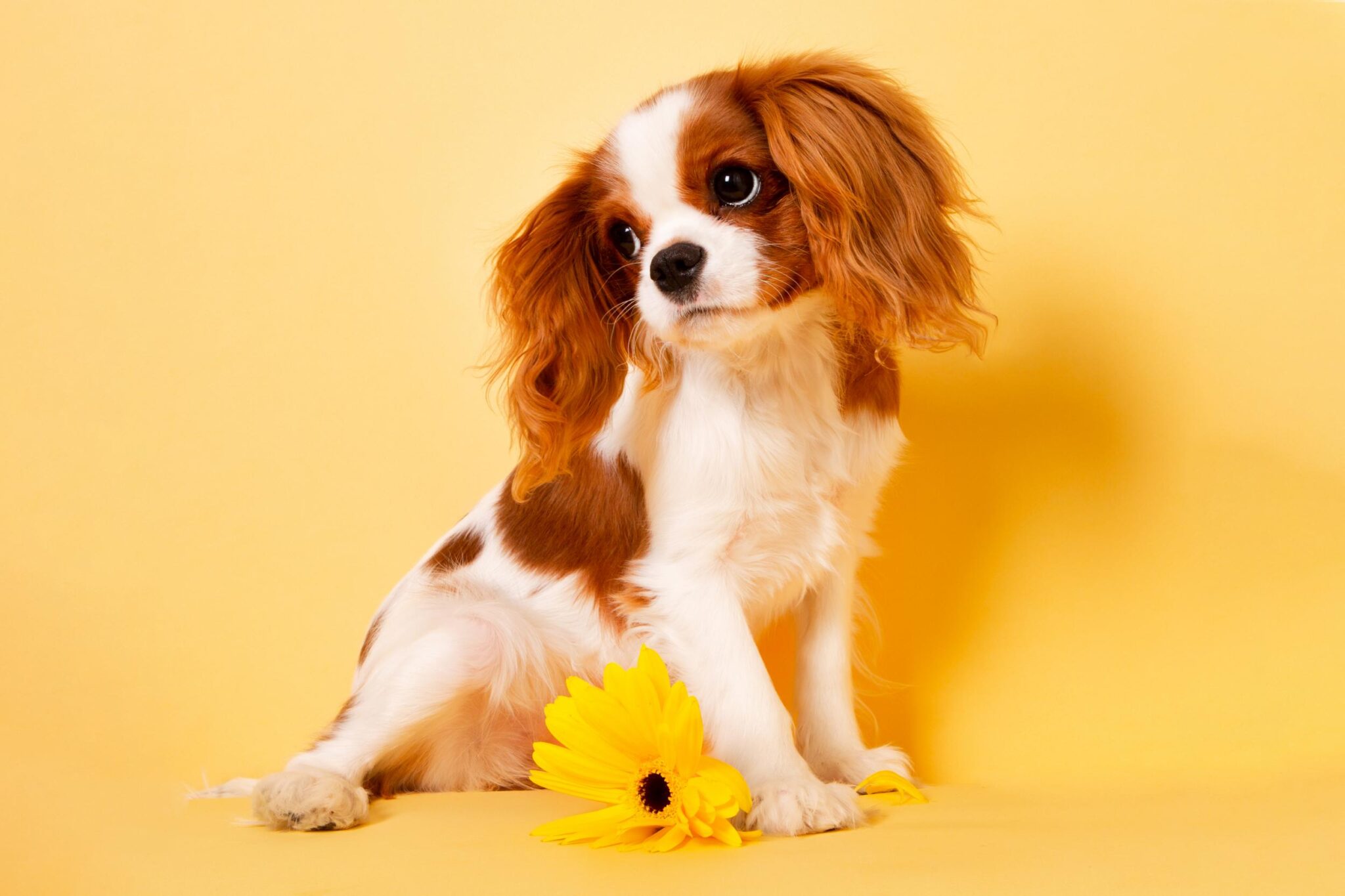 Foto di cani bellissimi su Instagram: consigli per gli scatti