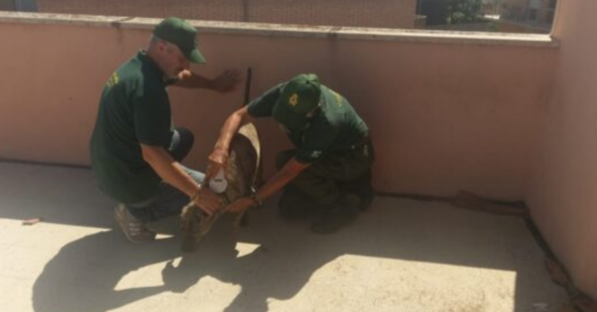 Anzio: Guardie Zoofile Ambientali Noorsaa Roma salvano un cane lasciato in un terrazzo, sotto il sole