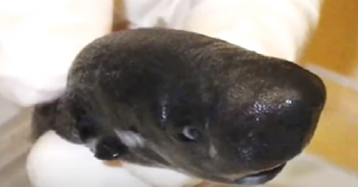 E’ il più piccolo al mondo della sua specie