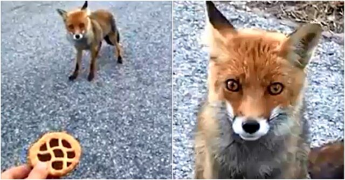 Il bellissimo video dell’incontro ravvicinato con una volpe