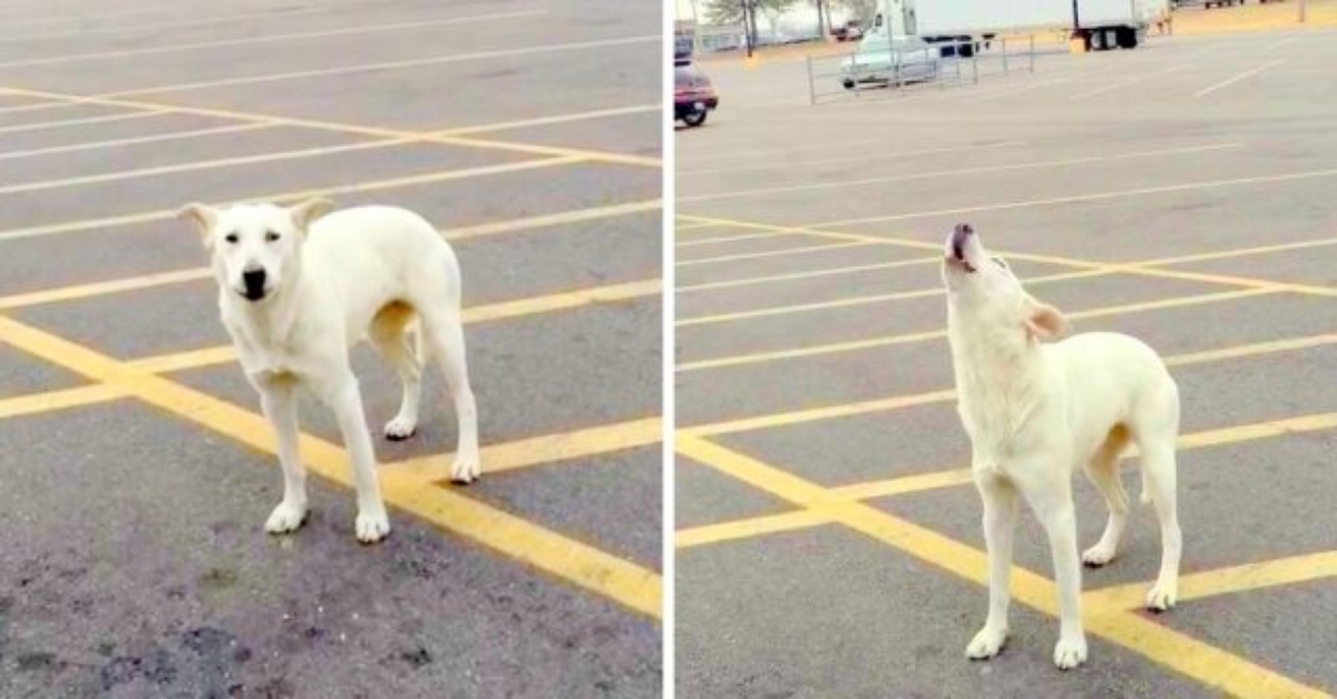 Il salvataggio di Samantha, la cagnolina abbandonata nel parcheggio.