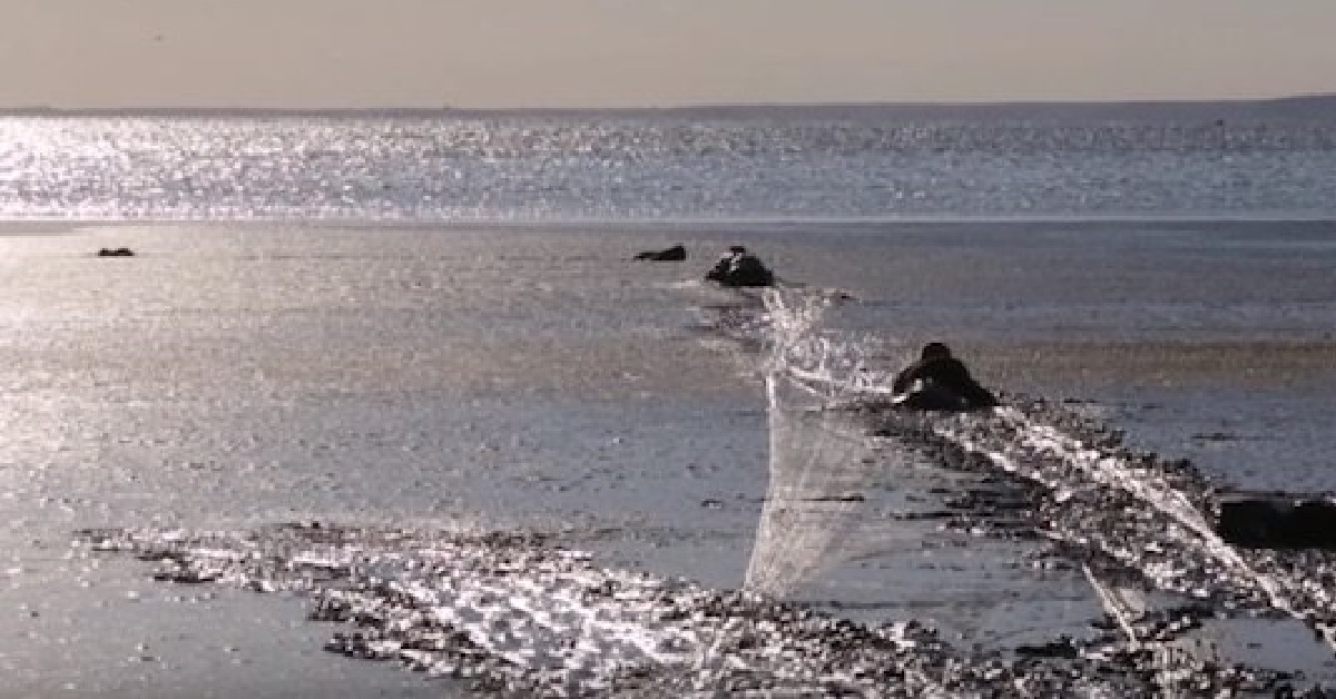 Il fotografo striscia attraverso la palude per salvare l’aquila