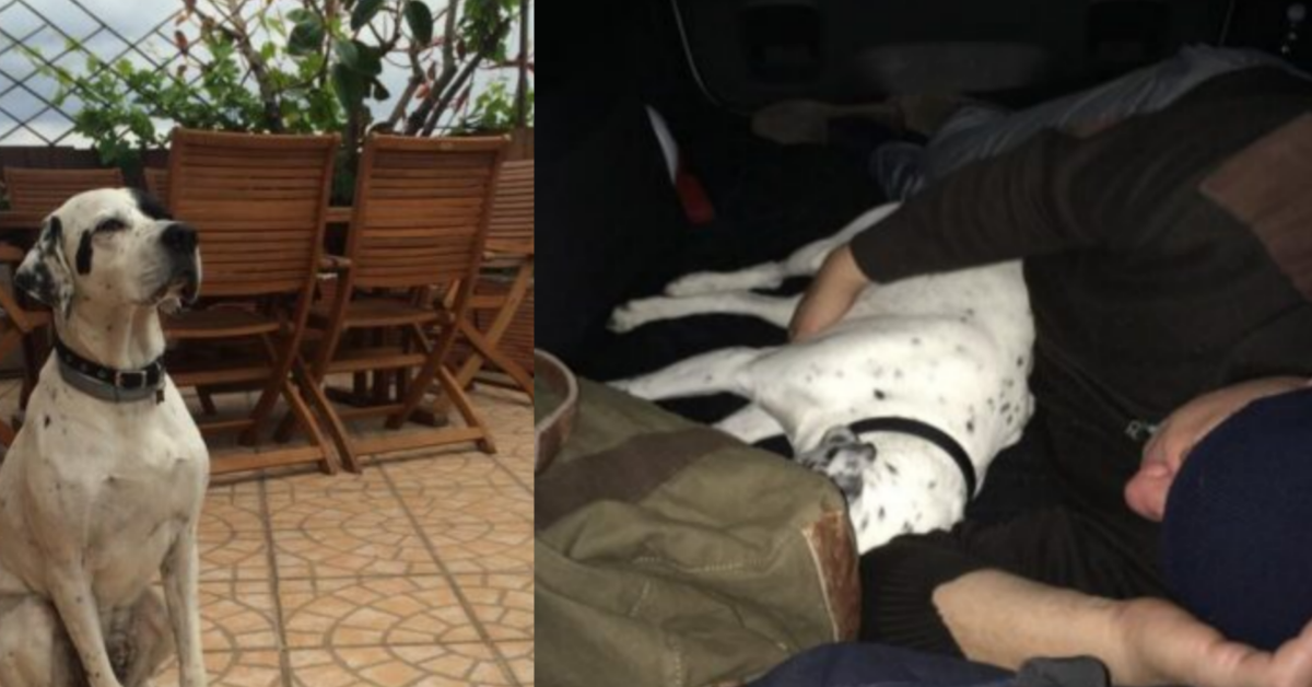 La meravigliosa storia di Antonio e del cane Willy