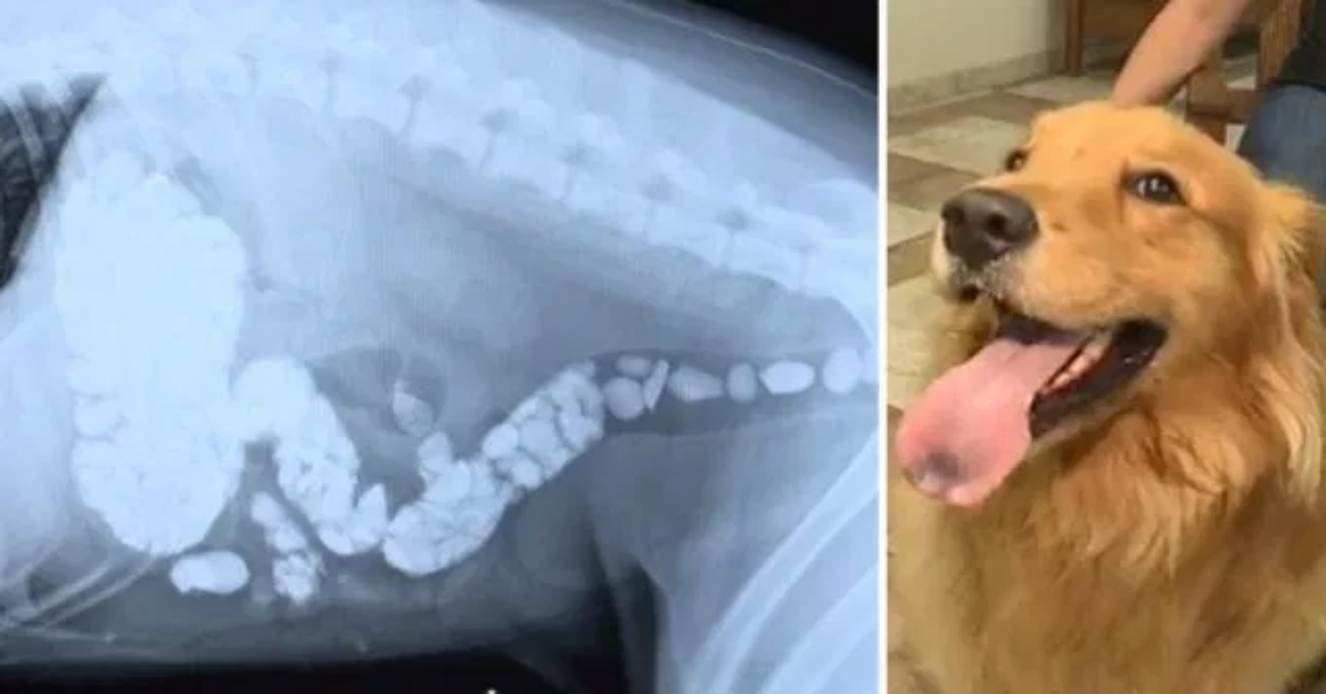 La radiografia del loro cane, mostrava un numero elevato di pietre decorative