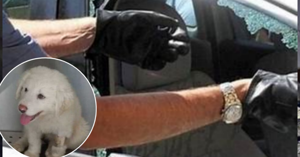 Latina: cucciolo lasciato in auto sotto il sole. Salvato da un bagnante.