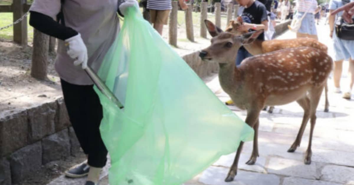 Nara, trovati nove cervi senza vita, con la plastica nello stomaco