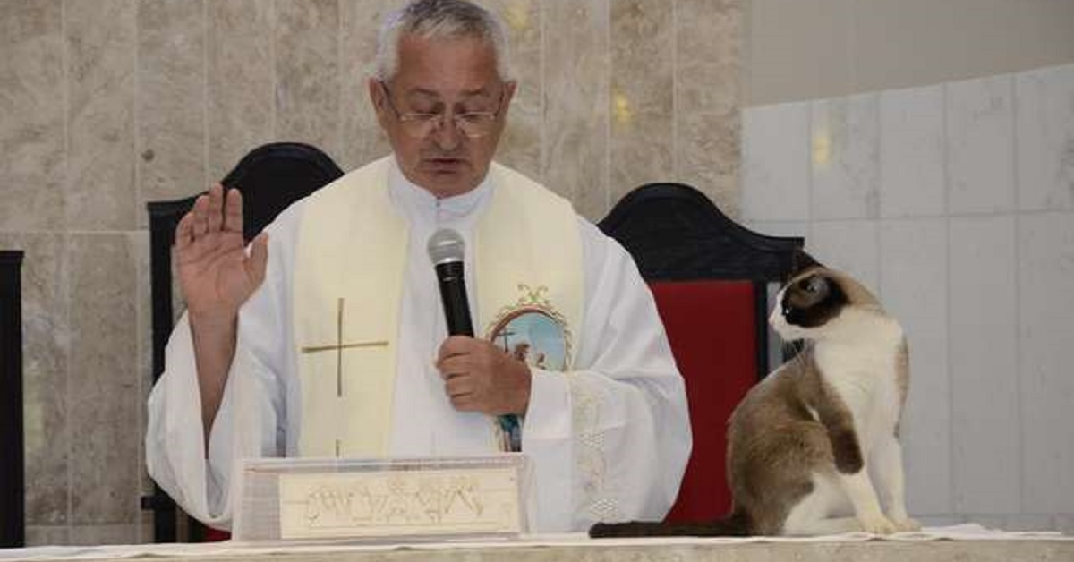 Il gatto randagio della Parrocchia di São Sebastião di Atibaia
