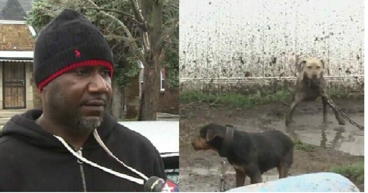 Allevatore di pitbull da combattimento picchiato