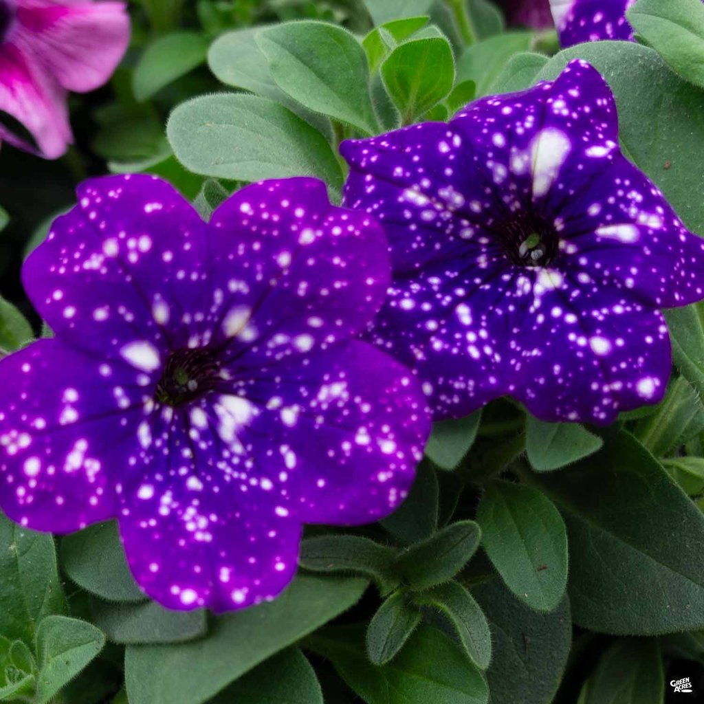 Petunie Night Sky, cura dei fiori che sembrano un cielo stellato