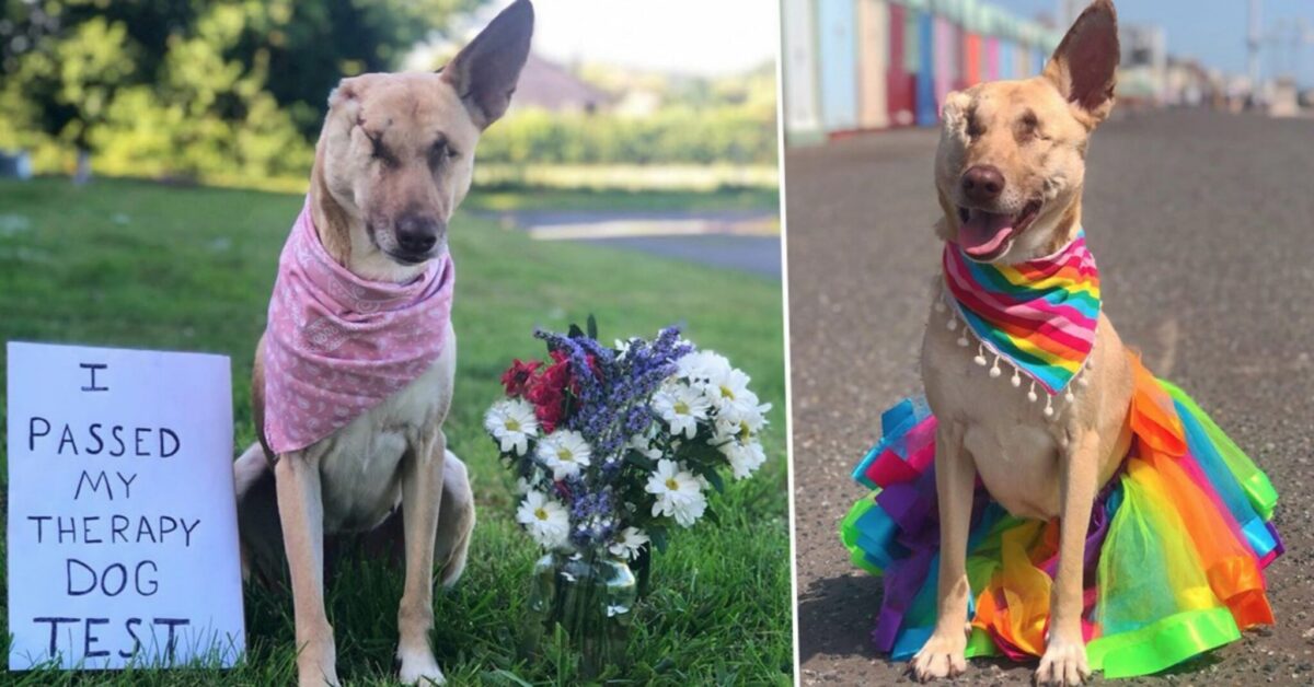 La storia di Meggie, un cane speciale