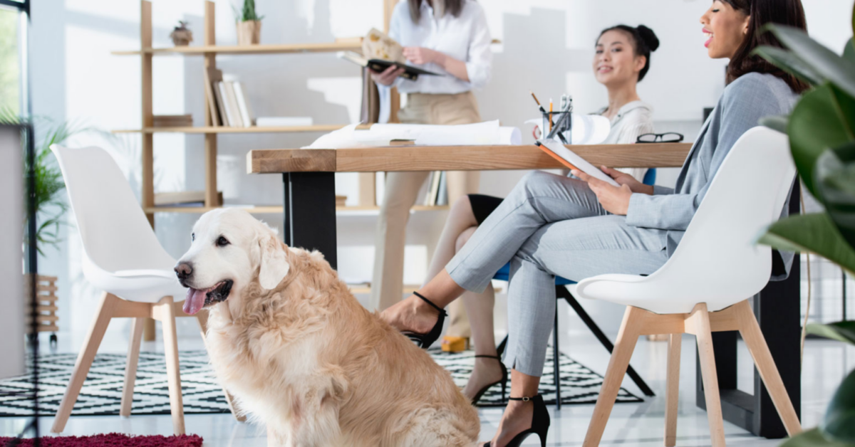 Il cane al lavoro aumenta la produttività e riduce lo stress