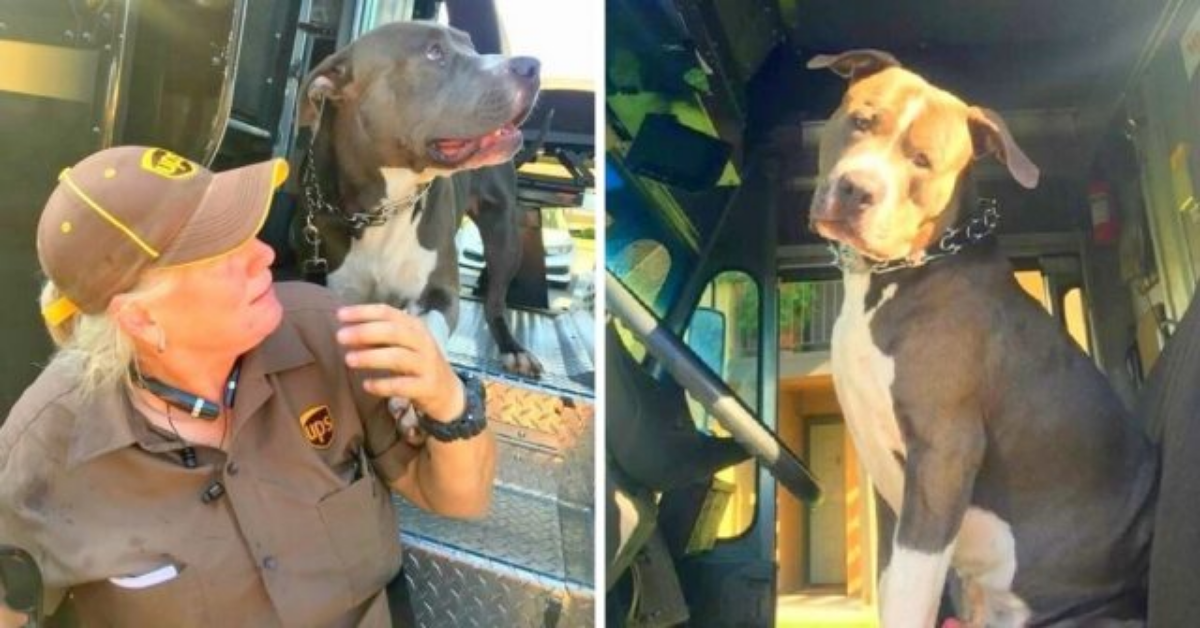 Pitbull perde la sua mamma umana e sopraffatto dal dolore, chiede una casa al corriere