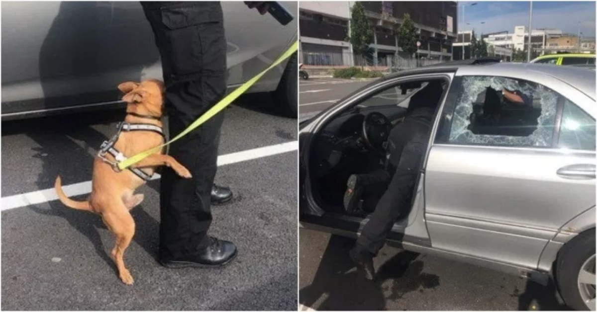 Poliziotto costretto a rompere il vetro, per salvare un cane