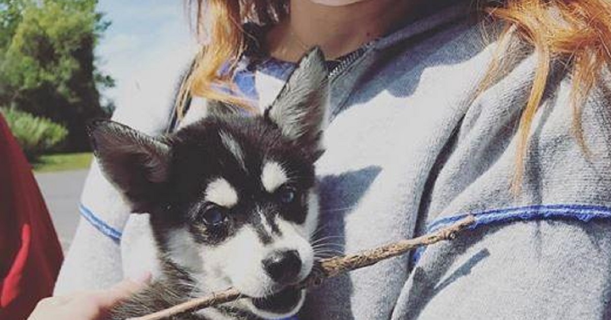 Sophie Turner e Joe Jonas in terapia per la morte del cane Waldo
