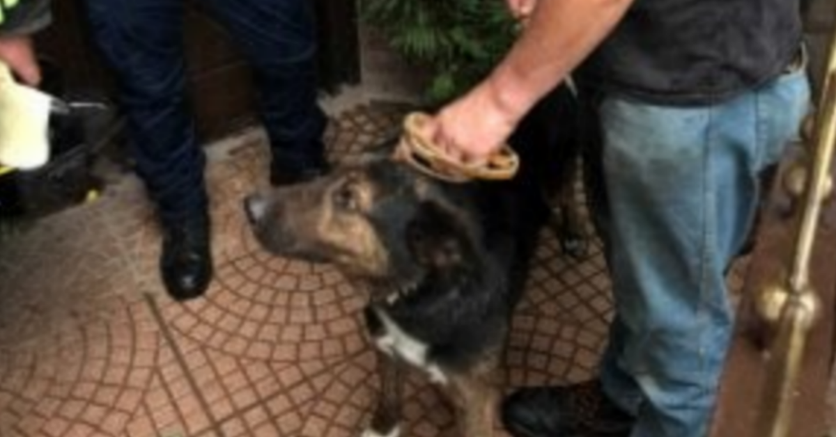 Torino, partono per le vacanze e lasciano il cane a casa, legato e senza acqua