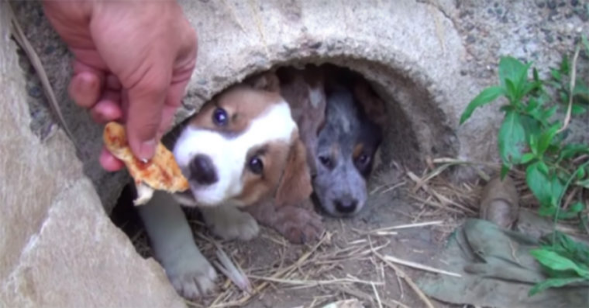 Uomo si fa una promessa dopo la morte del cane per parto