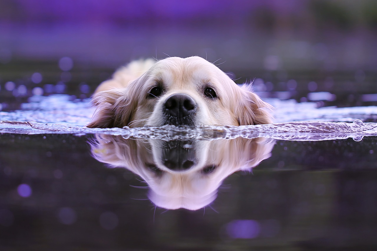Vademecum caldo e animali domestici: regole e conigli