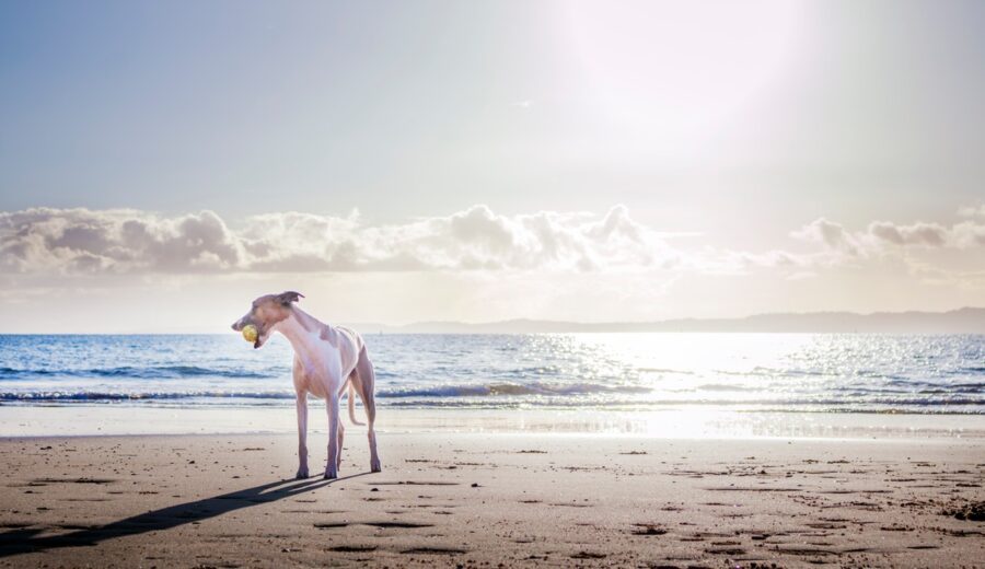 Viaggiare con il cane