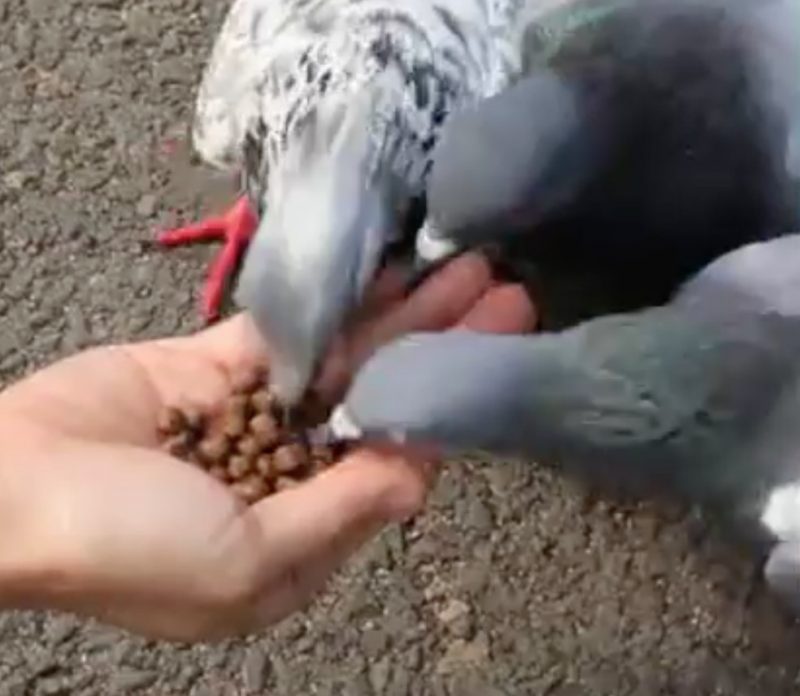 Nutrire gli uccelli