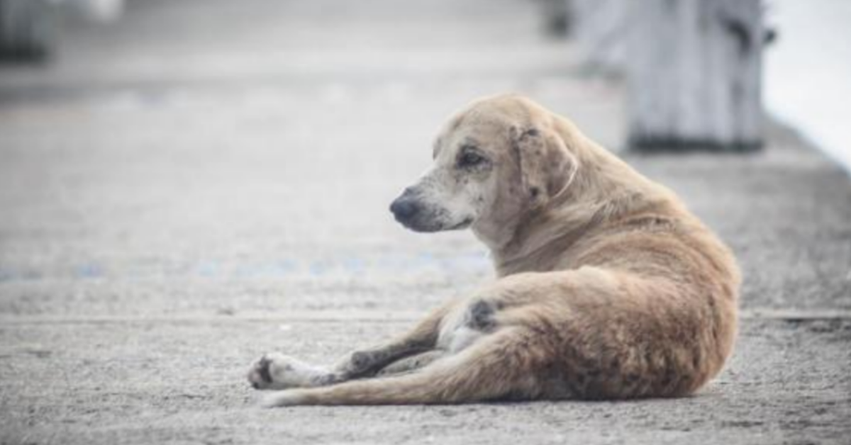 Palermo, minacce ad un Hotel: “avete fatto morire un cane”.