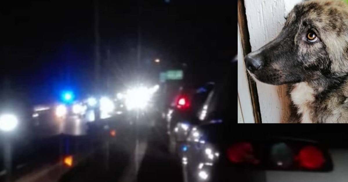 Alessia trova un cane sul ciglio della strada e vuole salvarlo
