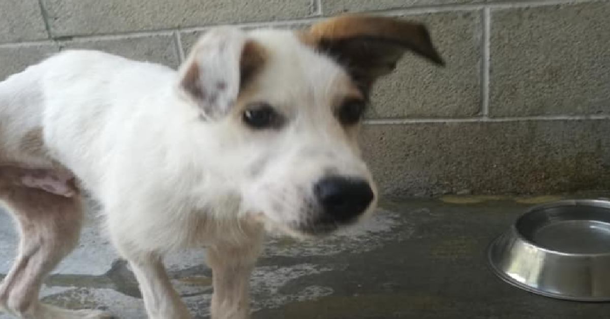 Alex, il cane abbandonato ha lasciato il canile