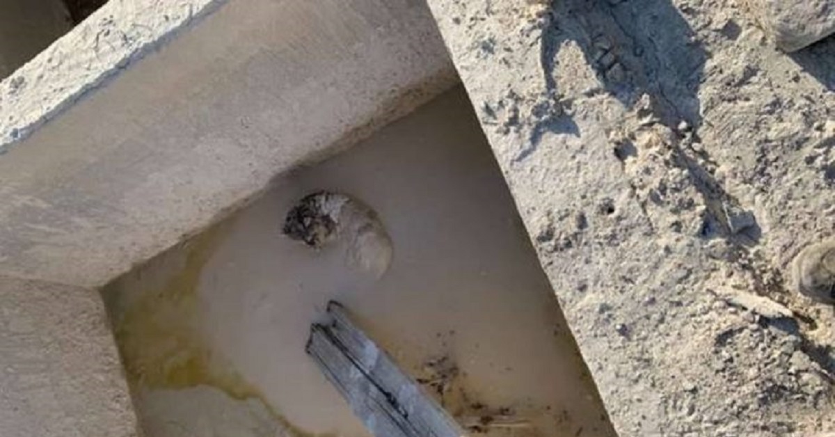 Costruttori trovano un piccolo animale incastrato nel cemento secco