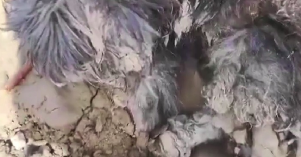 Beni, sepolto nel fango dalla sua mamma