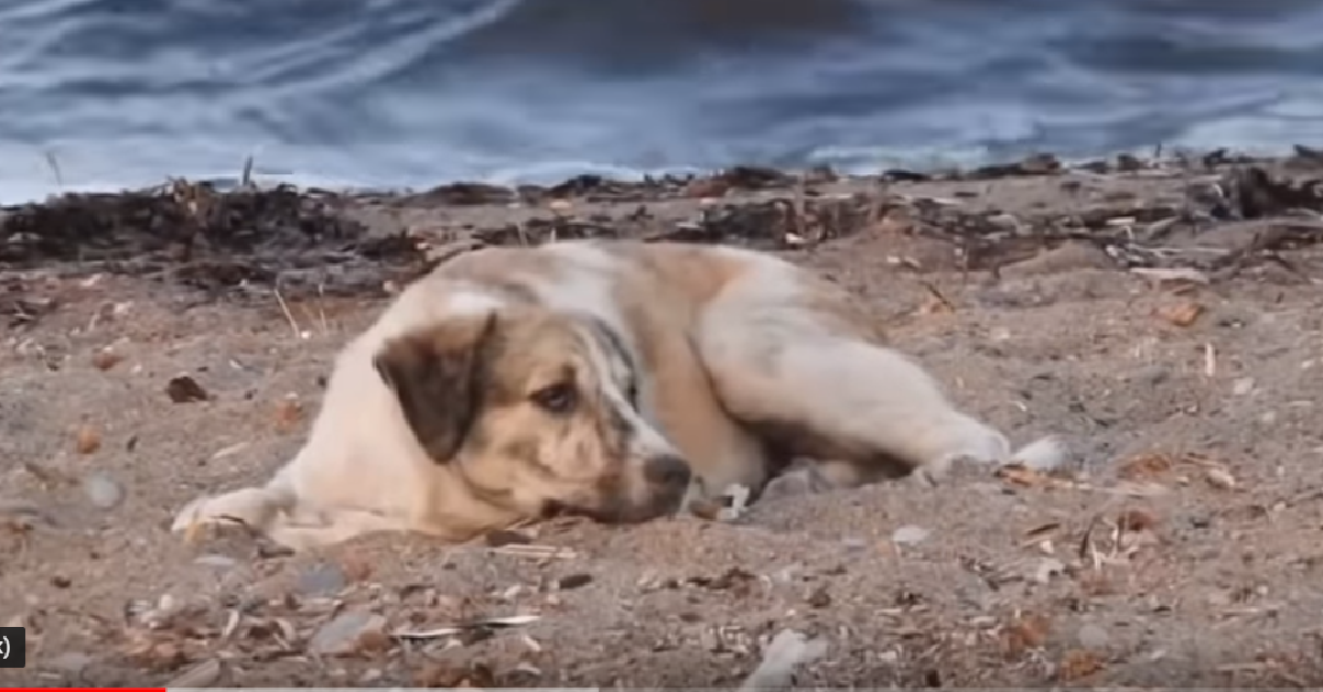 Blu, il randagio salvato dalla spiaggia