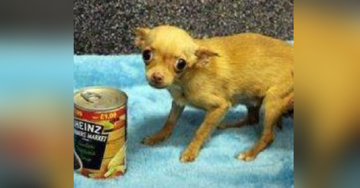 Brie, la piccola chihuahua usata per fare soldi.