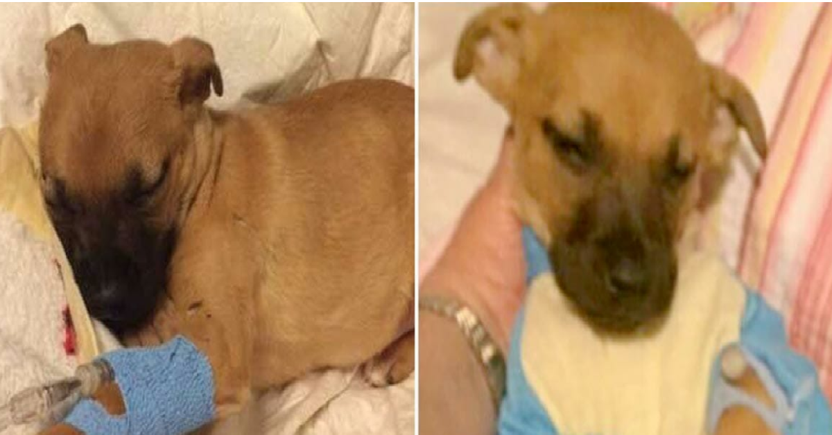 Fermano un camionista e trovano un cane nella sua cabina