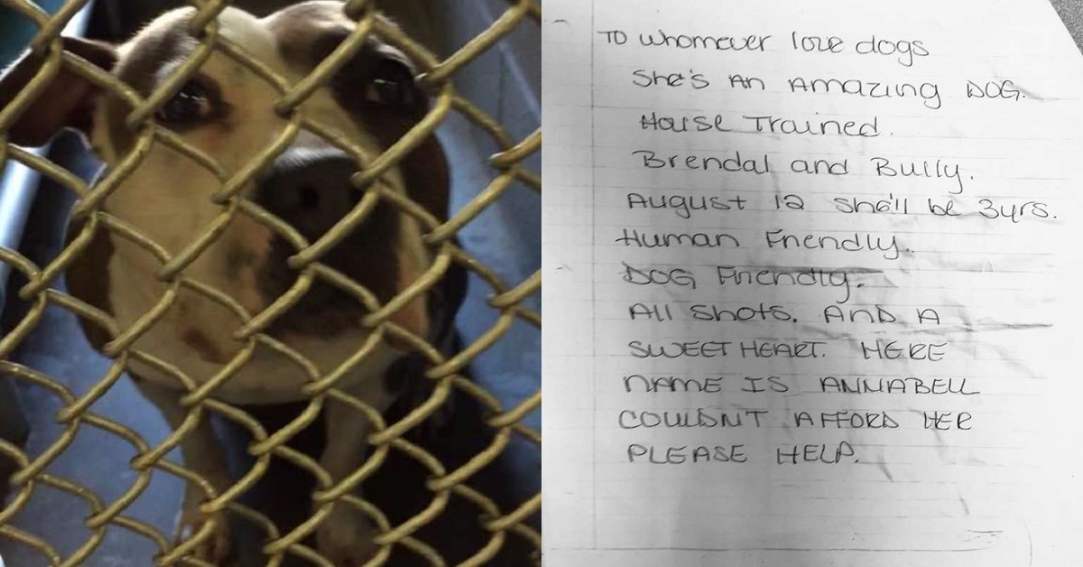 Cane abbandonato con un biglietto: “Per favore, aiutatemi”